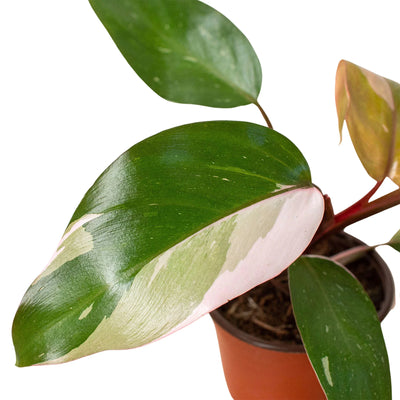 Close-up of a Philodendron 'Pink Princess' leaf showing detailed pink and green variegation
