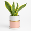 Modern Ceramic Pot – 4" Pink with Gold Accent