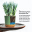 Various houseplants or flowers thriving in the white, green, and black self-watering pots, in an indoor or outdoor setting.