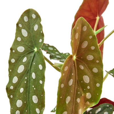 Close-up of a Begonia 'Maculata' leaf, showing detailed silver spots and green veins
