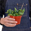 Hoya Rope Plant (Porcelain Flower) elegantly draped in a hanging basket