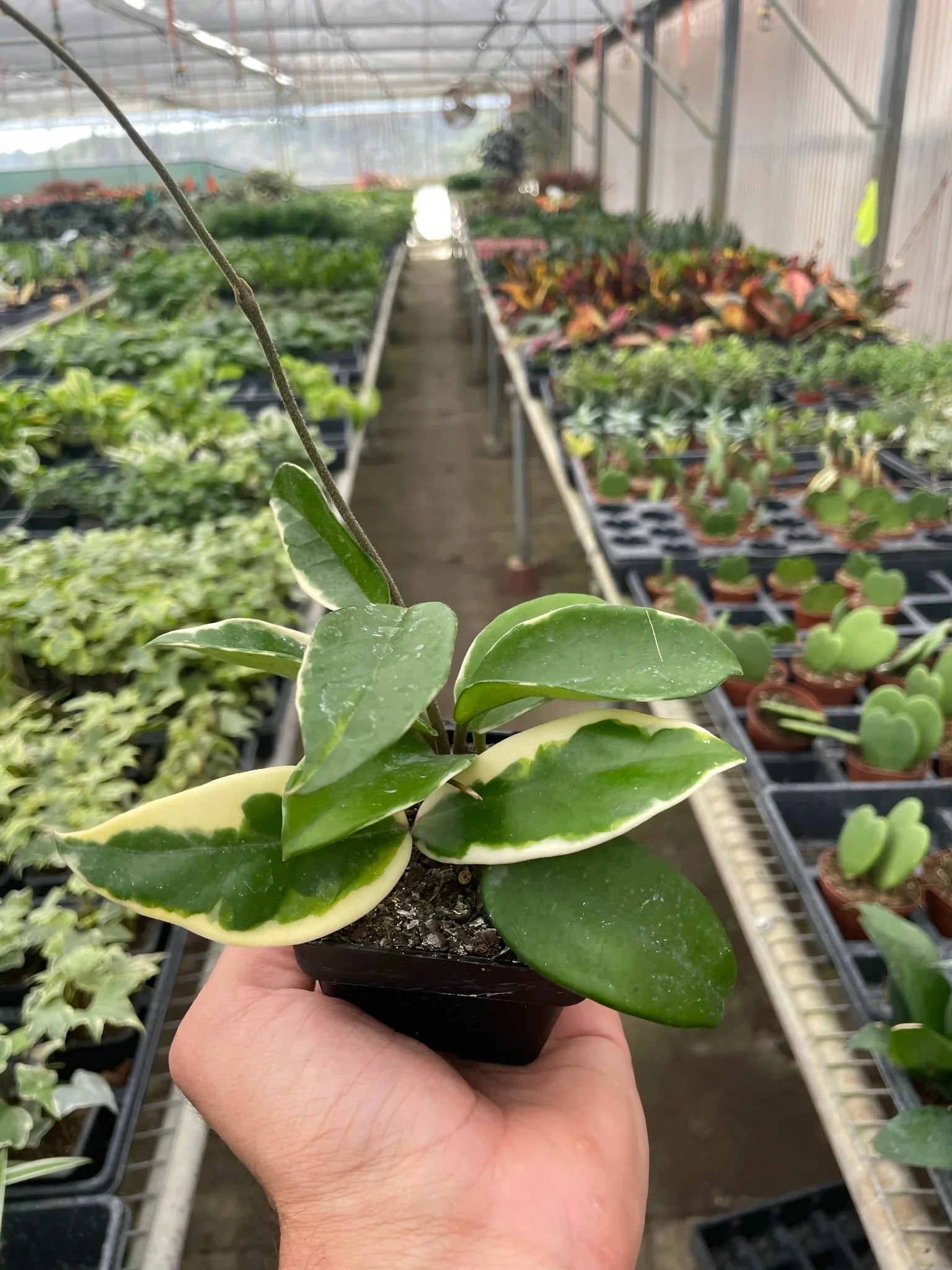 Hoya 'Tricolor' plant gracefully trailing from a hanging basket, showcasing its leafy vines

