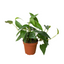 Pothos 'Cebu Blue' plant displaying its shimmering blue-silvery foliage