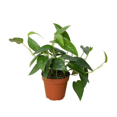 Pothos 'Cebu Blue' plant displaying its shimmering blue-silvery foliage