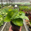 Pothos 'Global Green' hanging plant in a decorative pot