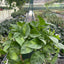 Long trailing vine of Pothos 'Global Green'