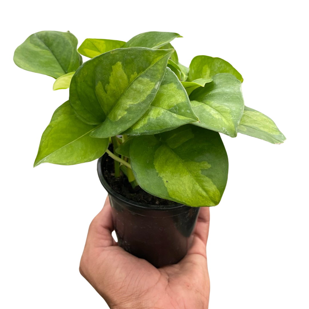 Pothos 'Global Green' trailing houseplant with variegated leaves