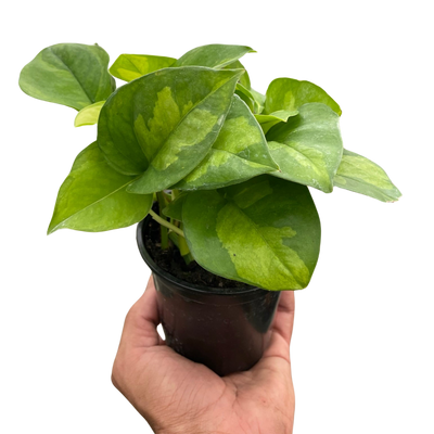 Pothos 'Global Green' trailing houseplant with variegated leaves
