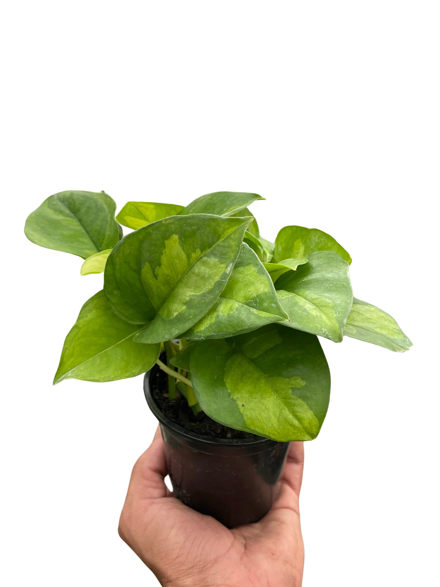 Pothos 'Global Green' adding greenery to an office cubicle