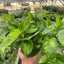 Close-up of dark and light green variegated leaves of Pothos 'Global Green'