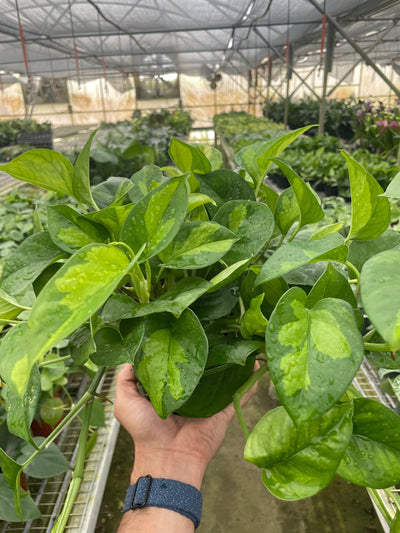 Close-up of dark and light green variegated leaves of Pothos 'Global Green'