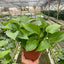 Pothos 'Green Queen' plant arranged on a shelf, with vines cascading downwards