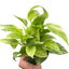 Pothos 'Neon Queen' trailing gracefully from a hanging planter