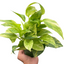Pothos 'Neon Queen' plant with dark green leaves and chartreuse variegation
