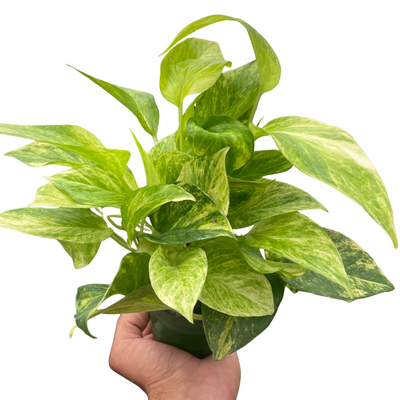 Pothos 'Neon Queen' plant with dark green leaves and chartreuse variegation