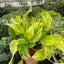 Close-up of marbled chartreuse and dark green variegation on Pothos 'Neon Queen' leaf