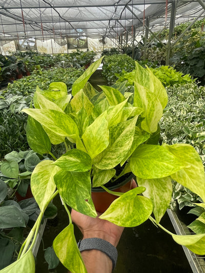 Close-up of marbled chartreuse and dark green variegation on Pothos 'Neon Queen' leaf