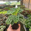 Maranta Prayer Plant trailing from a hanging basket, showcasing its graceful form