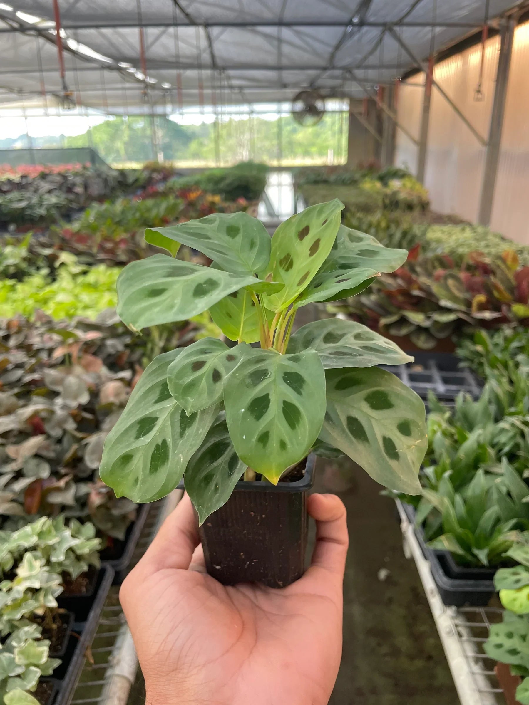 Maranta Prayer Plant trailing from a hanging basket, showcasing its graceful form
