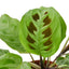 Maranta Prayer Plant with leaves folded upwards at night, demonstrating its unique movement