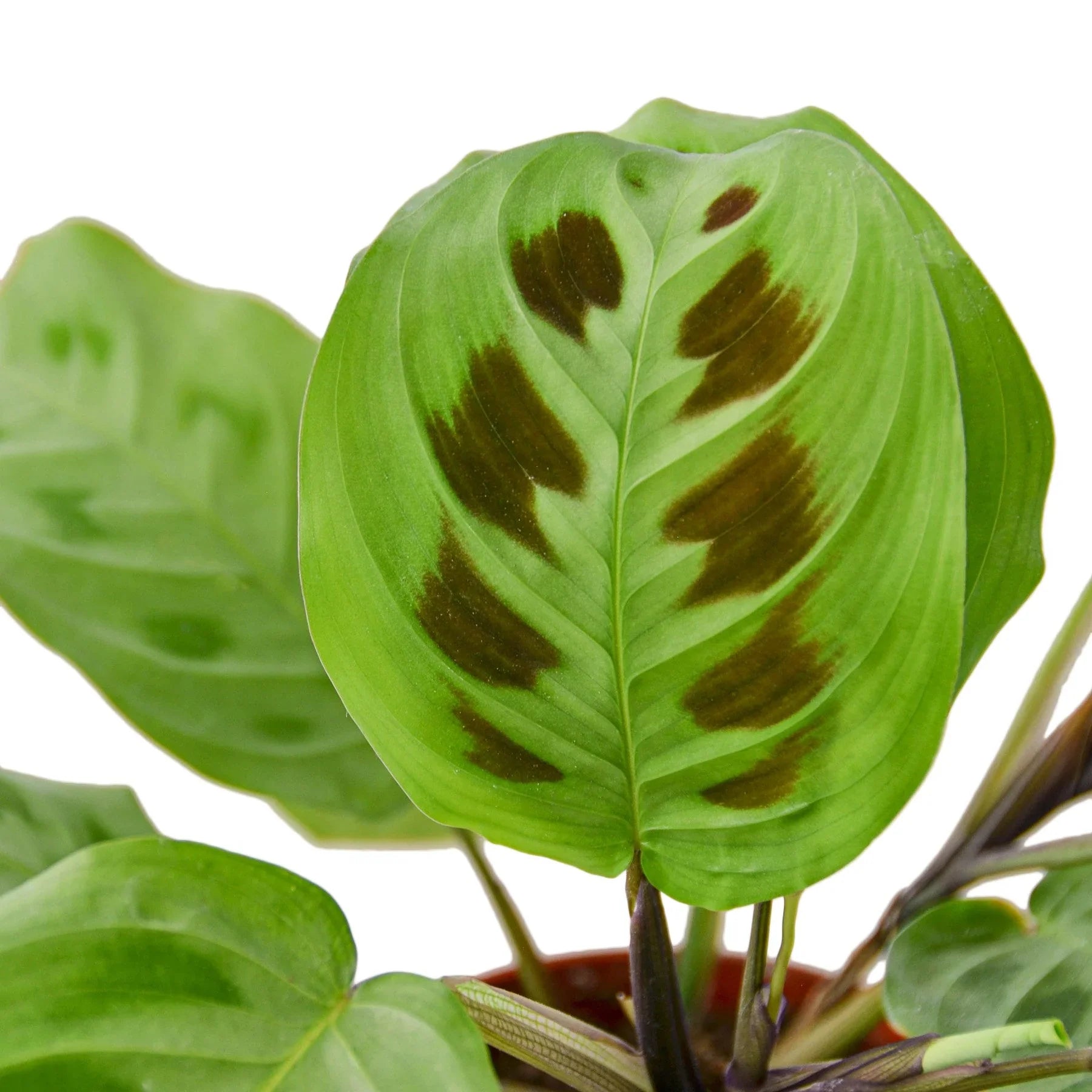 Maranta Prayer Plant with leaves folded upwards at night, demonstrating its unique movement