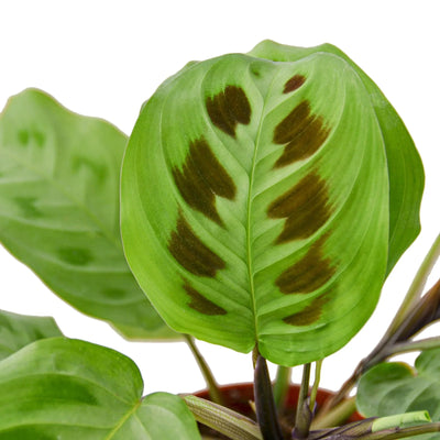 Maranta Prayer Plant with leaves folded upwards at night, demonstrating its unique movement