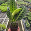 Full view of a healthy and bushy Maranta 'Lemon Lime' plant, showcasing its spreading growth habit
