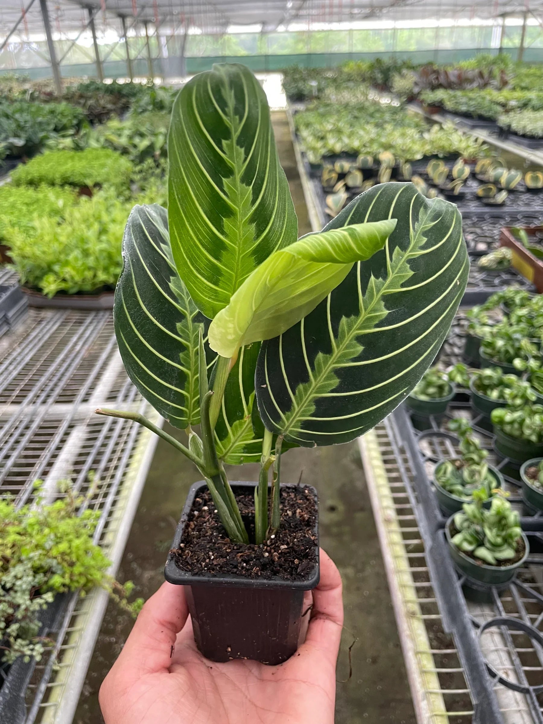 Full view of a healthy and bushy Maranta 'Lemon Lime' plant, showcasing its spreading growth habit
