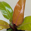 Philodendron 'Prince of Orange' in a decorative pot, showcasing its full, upright form