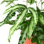 Close-up of the distinct variegated pale centers on 'Albo Fern' leaflets
