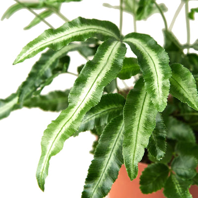 Close-up of the distinct variegated pale centers on 'Albo Fern' leaflets