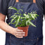 Full view of a Pteris Cretica 'Albo Fern' displaying its graceful foliage
