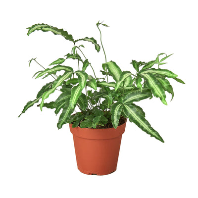 Pteris Cretica 'Albo Fern' with broad green leaves and pale white centers