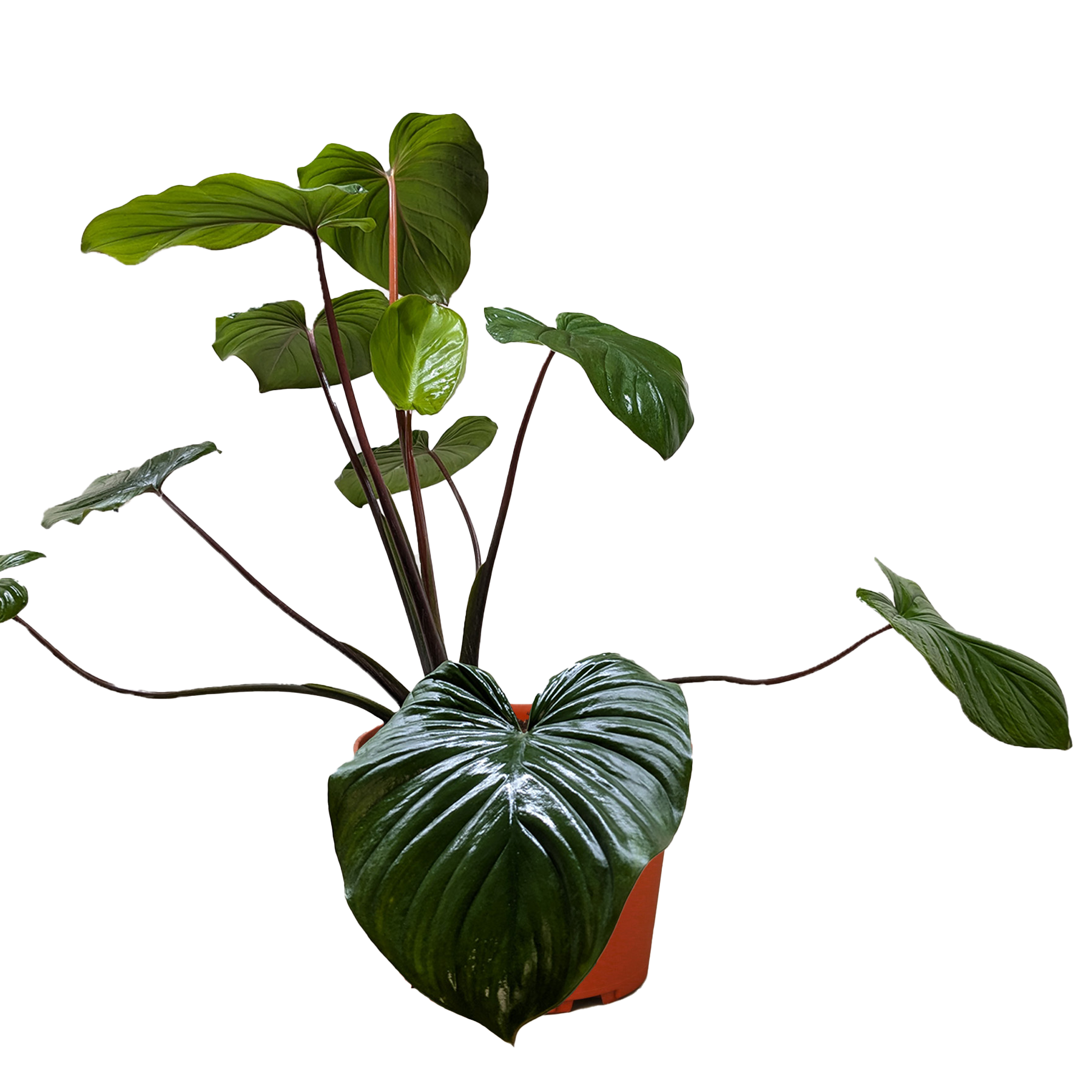 Detail of the lush dark green foliage of the 'Queen of Hearts' plant