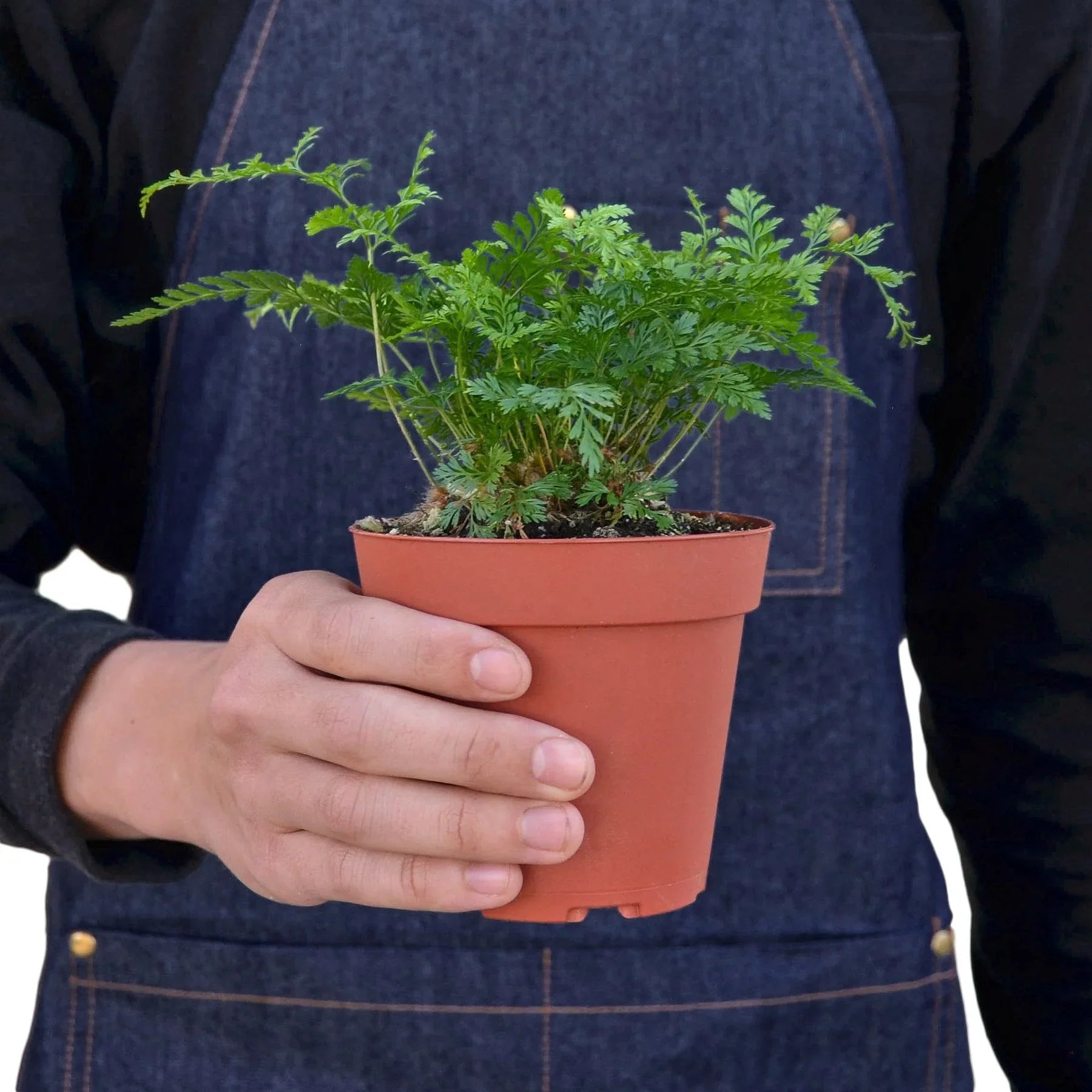 Detailed view of the intricate, delicate leaves of the Rabbit's Foot Fern