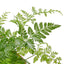 Close-up of the fuzzy, brown rhizomes resembling a rabbit's foot on the fern