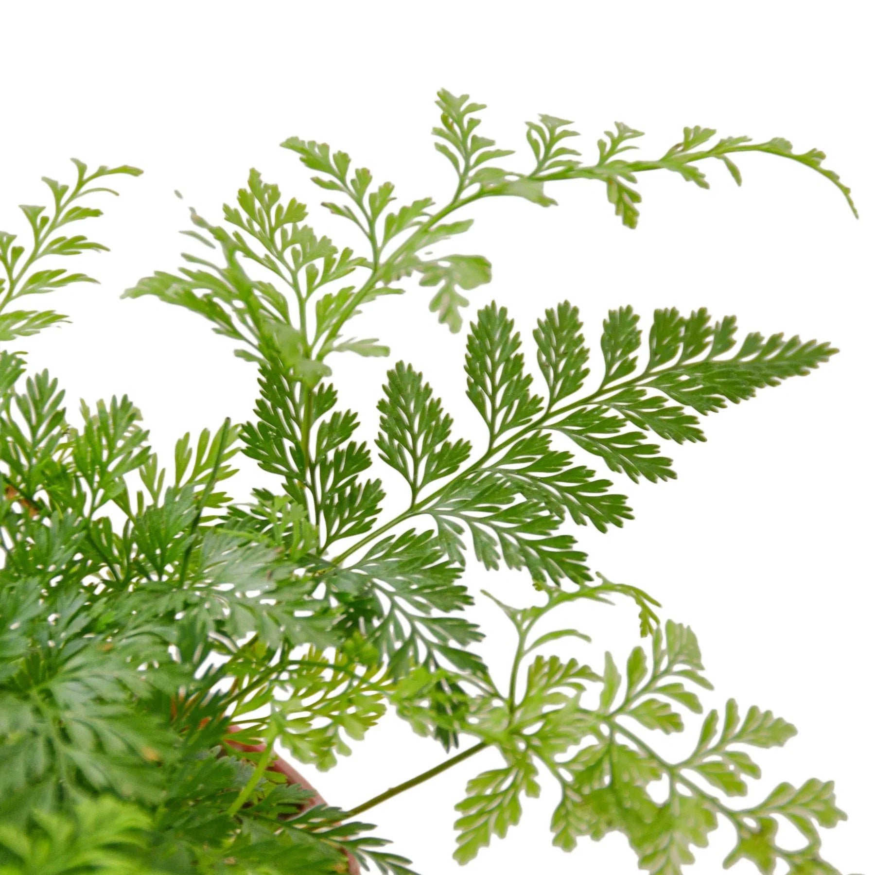 Close-up of the fuzzy, brown rhizomes resembling a rabbit's foot on the fern