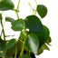 Close-up of a single raindrop-shaped leaf of the Peperomia 'Raindrop' showing its shiny texture