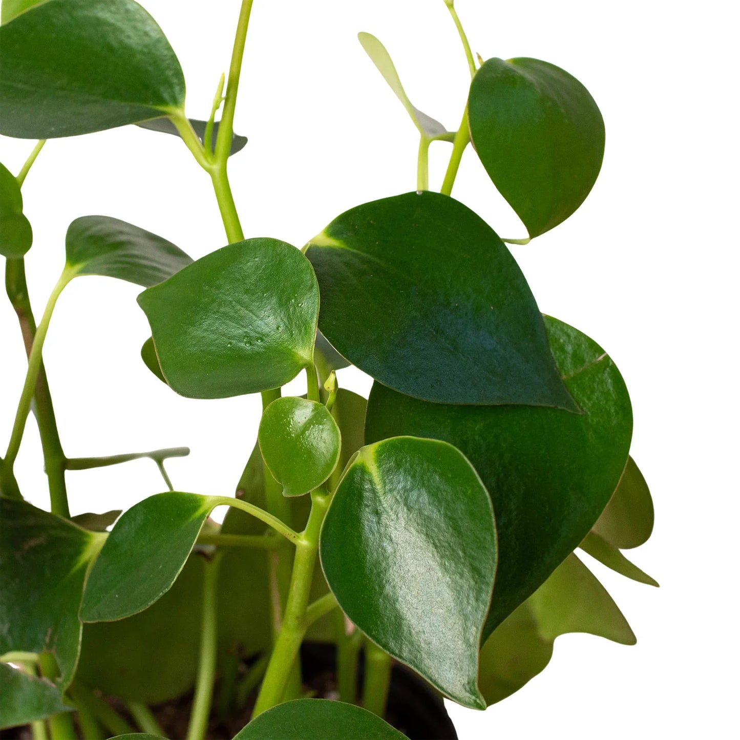 Close-up of a single raindrop-shaped leaf of the Peperomia 'Raindrop' showing its shiny texture