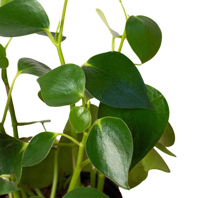 Close-up of a single raindrop-shaped leaf of the Peperomia 'Raindrop' showing its shiny texture