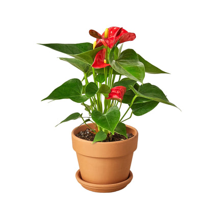 Close-up of the bright red spathe (bloom) and yellow spadix of an Anthurium 'Red'
