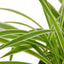 Close-up of a Spider Plant 'Reverse' leaf showing its distinct creamy white central stripe and green margins
