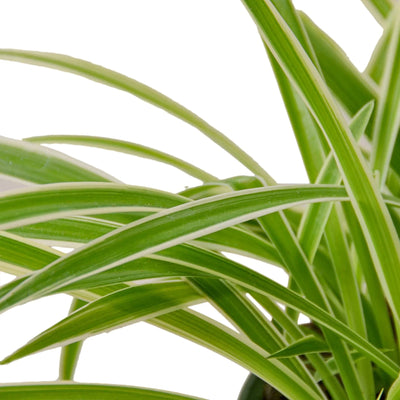 Close-up of a Spider Plant 'Reverse' leaf showing its distinct creamy white central stripe and green margins
