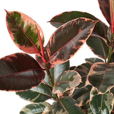 Close-up of a single Ficus Elastica 'Ruby Pink' leaf, highlighting its vibrant red-pink and white variegation