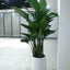 A plant saucer placed under a potted plant on a wooden floor, visually representing floor protection from water spills.