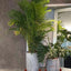 An 18-inch terracotta plant saucer with a large potted plant sitting on it, demonstrating its use for water collection.