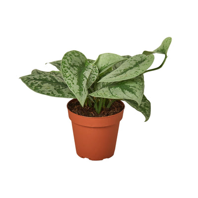 Scindapsus Pictus 'Exotica' houseplant with large, heart-shaped leaves and shimmering silver splashes

