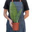 Full view of a healthy Shark Fin Snake Plant, emphasizing its strong architectural form
