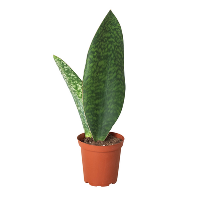 Shark Fin Snake Plant (Sansevieria masoniana) with a single, broad upright leaf in a modern pot
