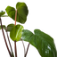 Homalomena 'Emerald Gem' (Shield Plant) as an attractive indoor plant, ideal for areas with height restrictions